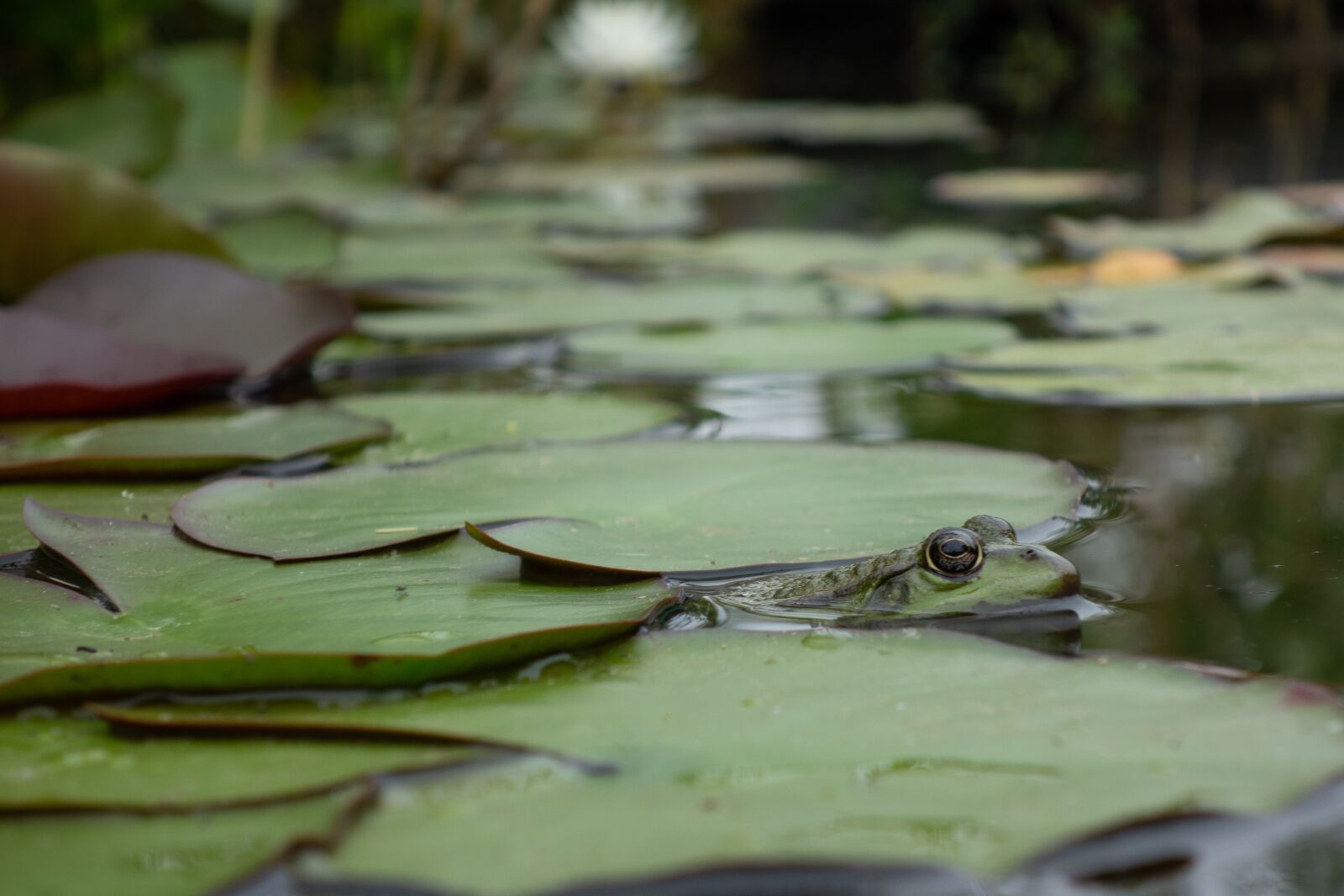 Sony Cyber-shot DSC-RX100 sample photo. Frog, gerardo, mare photography