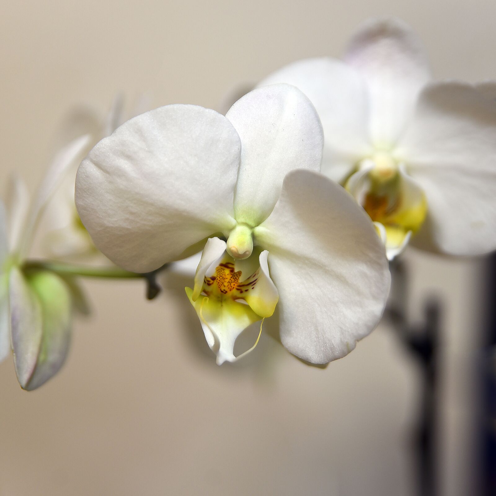 Nikon D750 sample photo. Flower, flora, petal photography