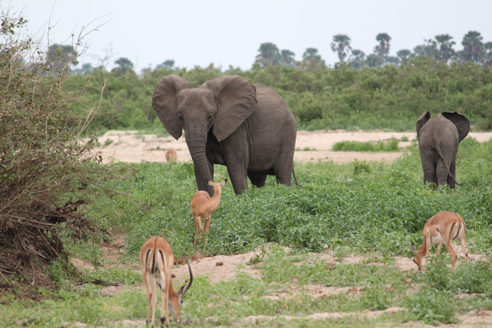 Canon EOS 500D (EOS Rebel T1i / EOS Kiss X3) sample photo. Elephant, safari, africa photography