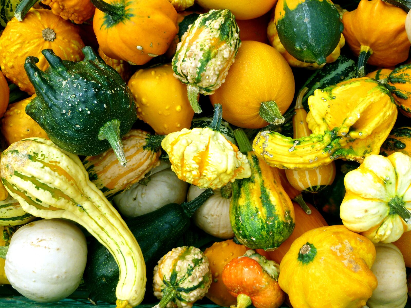 Panasonic DMC-FS37 sample photo. Pumpkins, cucurbitaceae, autumn photography