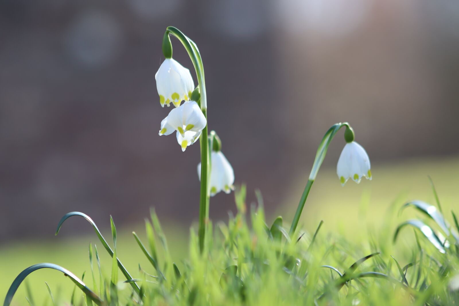 Canon EOS 800D (EOS Rebel T7i / EOS Kiss X9i) sample photo. Snowflake, snowdrop, flowers photography