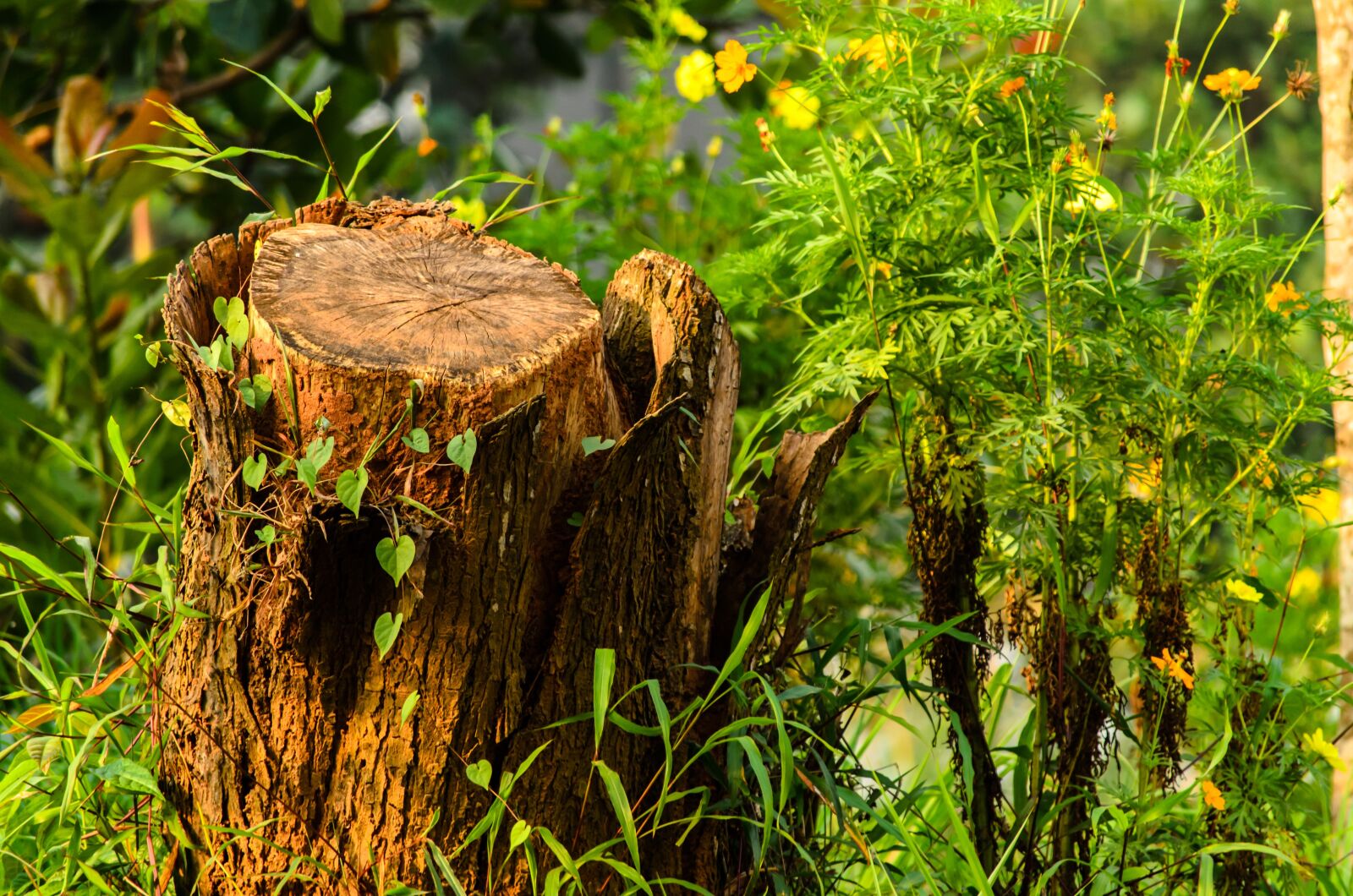 Nikon D7000 sample photo. Nature, tree, stump photography