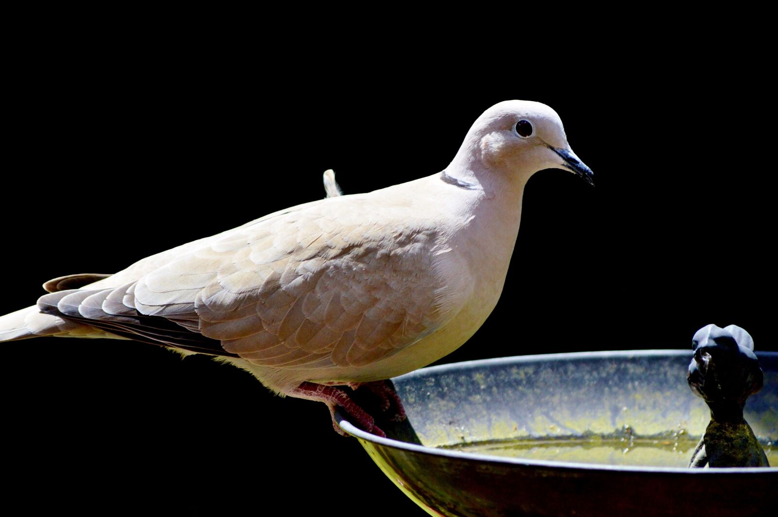 Nikon D3200 sample photo. Dove, bird, collared photography