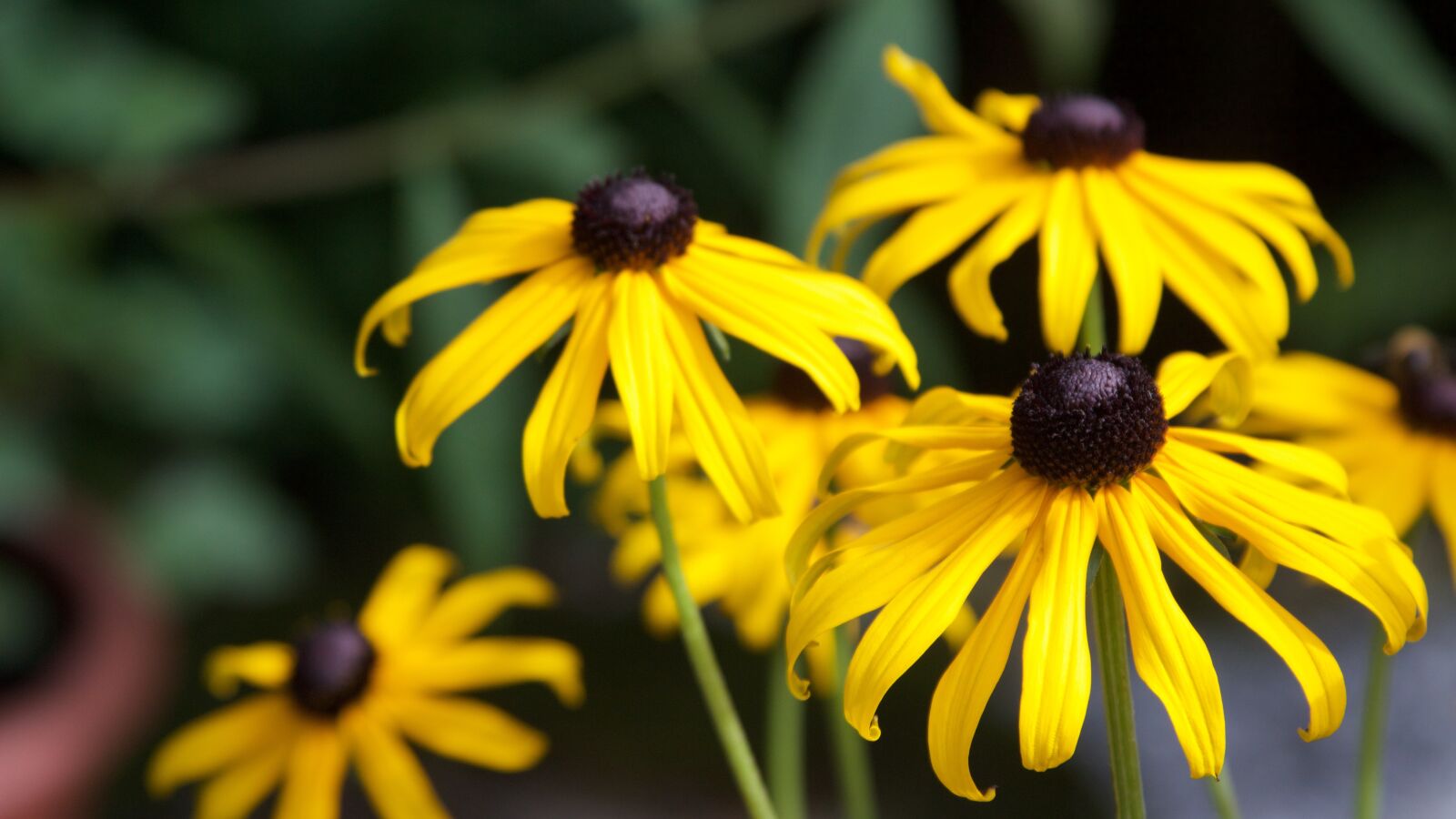 Canon EF 28-135mm F3.5-5.6 IS USM sample photo. Coneflower, summer flowers, shining photography