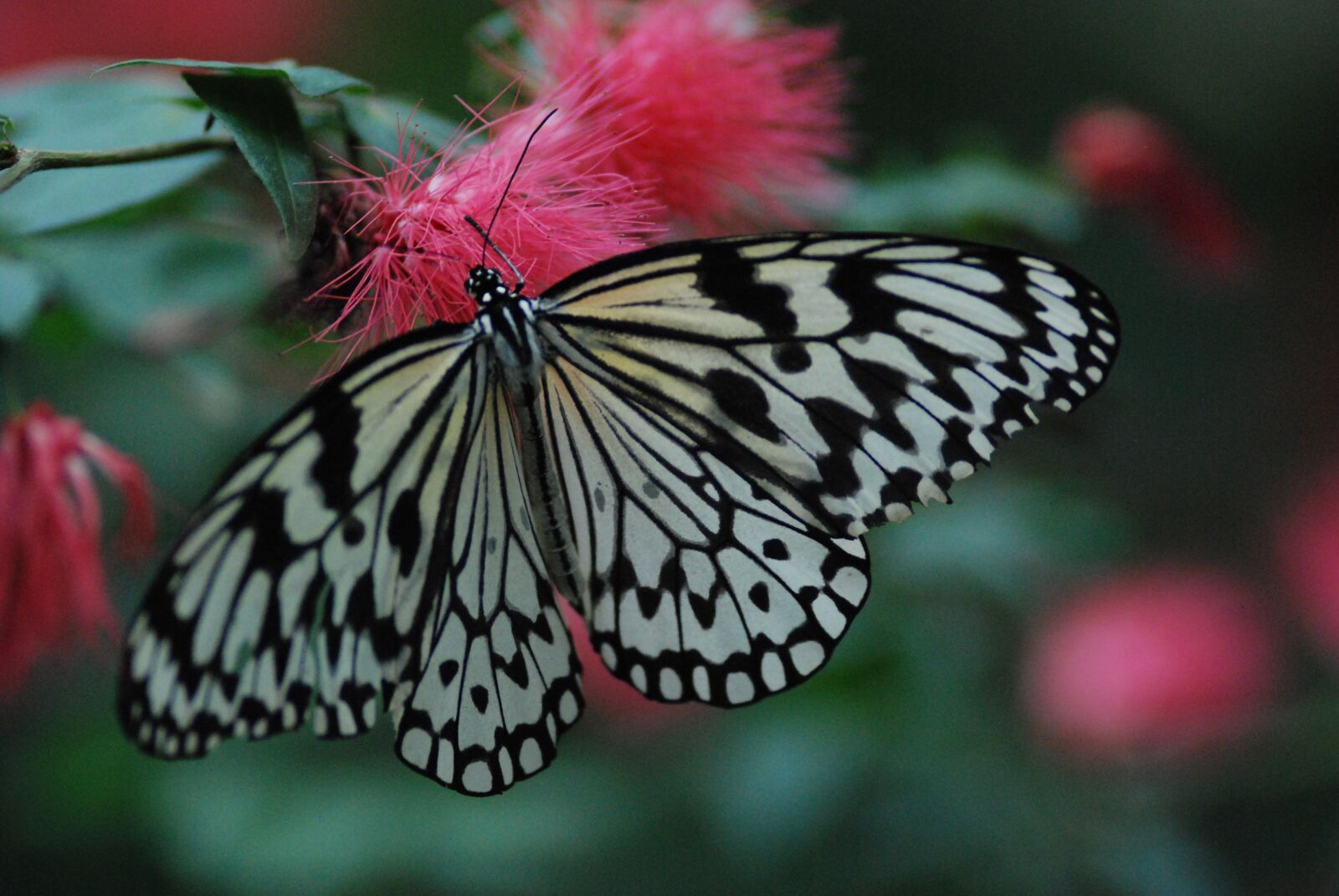 Nikon D80 sample photo. Butterfly, feeding, thistles photography