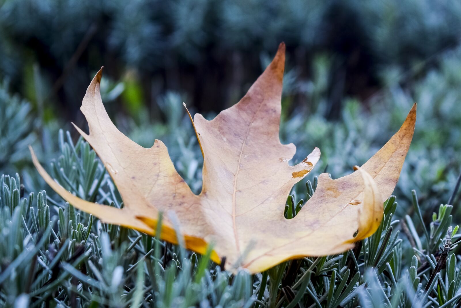 Nikon D5300 sample photo. Nature, leaves, plant photography