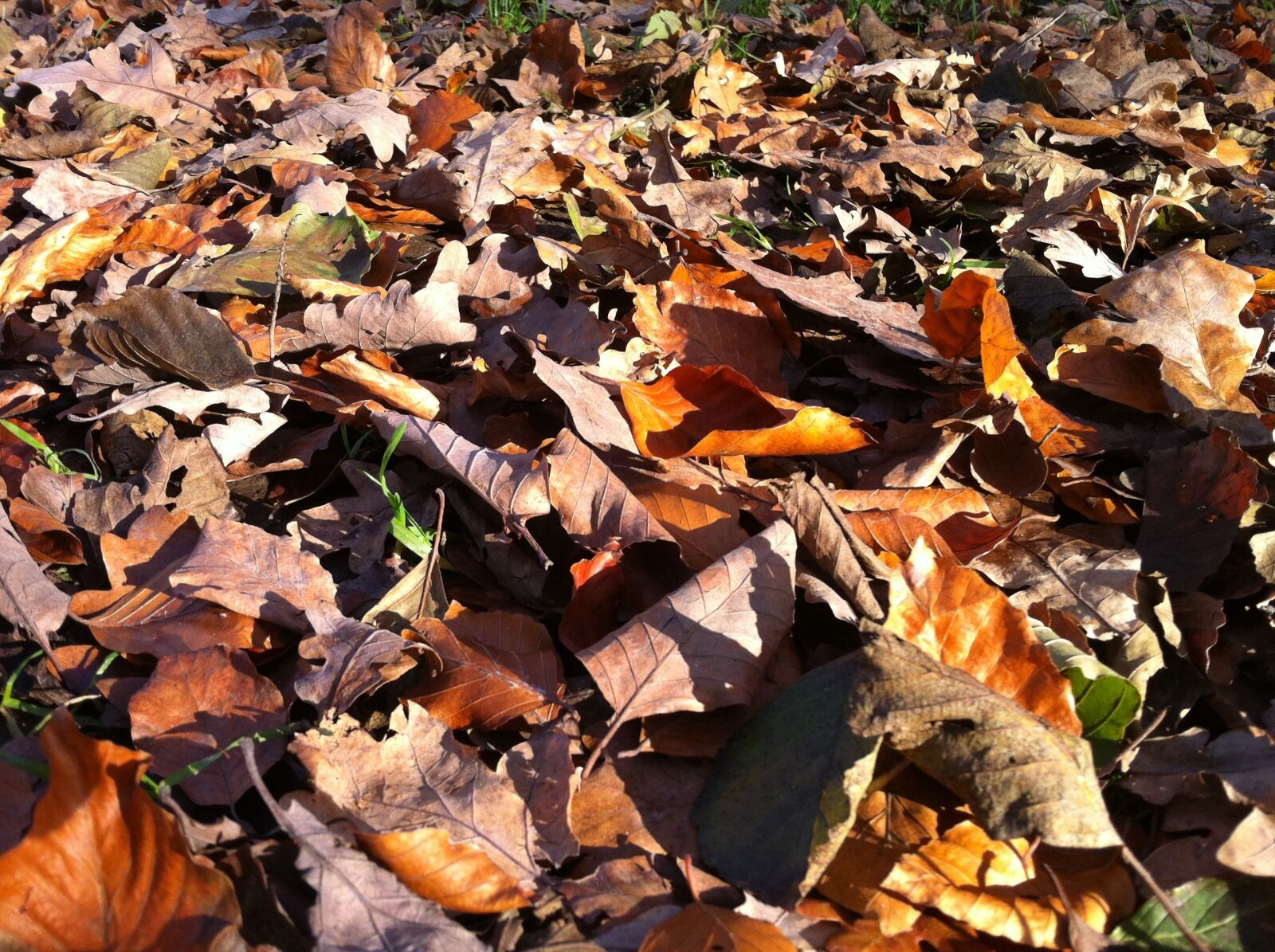 iPhone 4 back camera 3.85mm f/2.8 sample photo. Leaves, fall leaves, forest photography