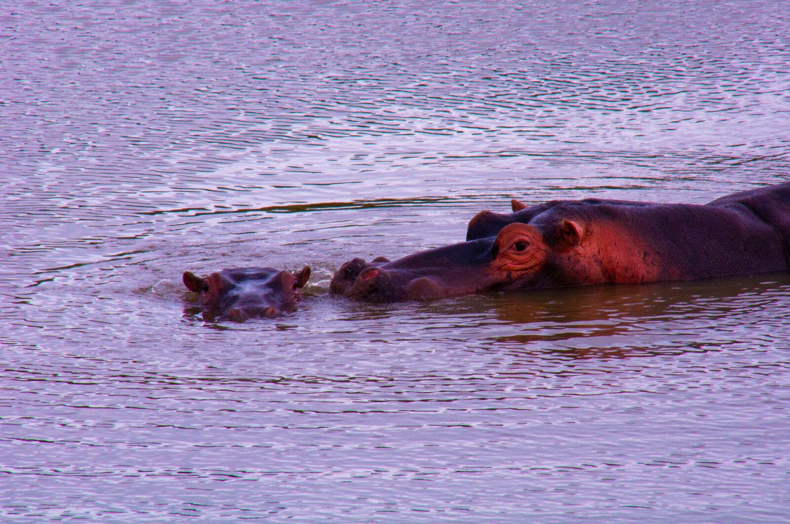 Tamron 16-300mm F3.5-6.3 Di II VC PZD Macro sample photo. Hippopotamus, wild, mother and photography