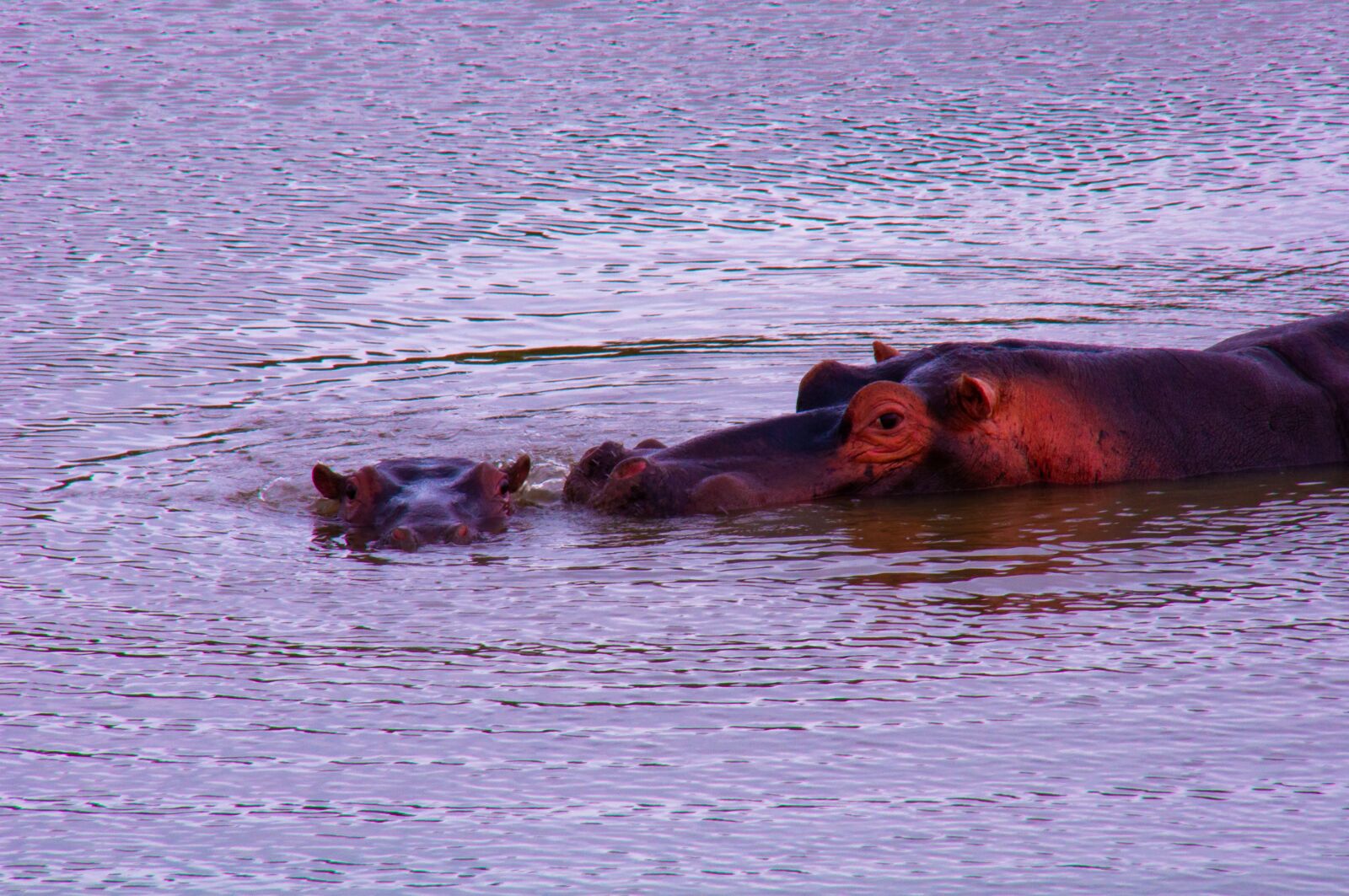 Nikon D90 sample photo. Hippopotamus, wild, mother and photography