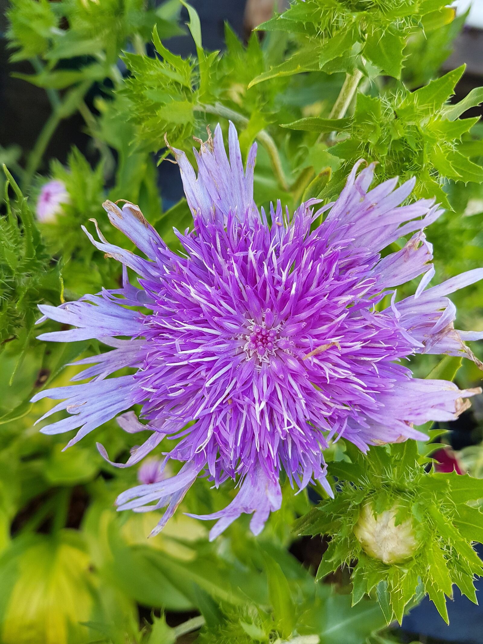 Samsung Galaxy S7 Edge sample photo. Flower, bloom, summer photography