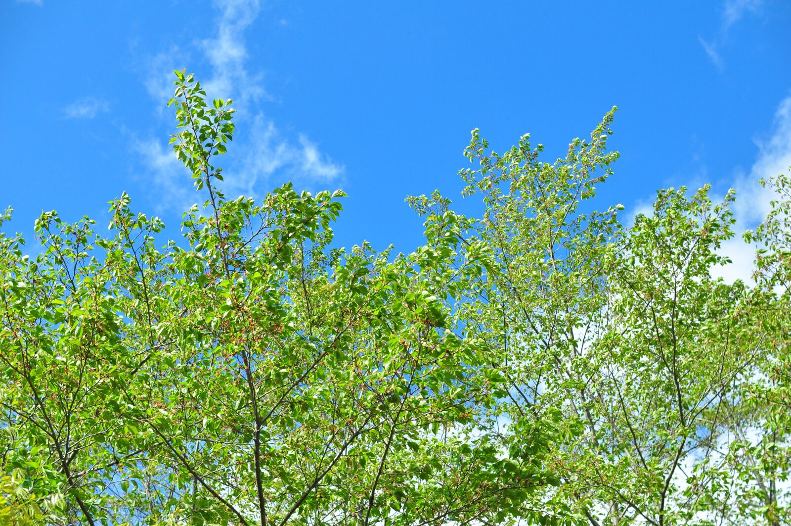 Nikon D90 sample photo. Wood, natural, seasonal photography