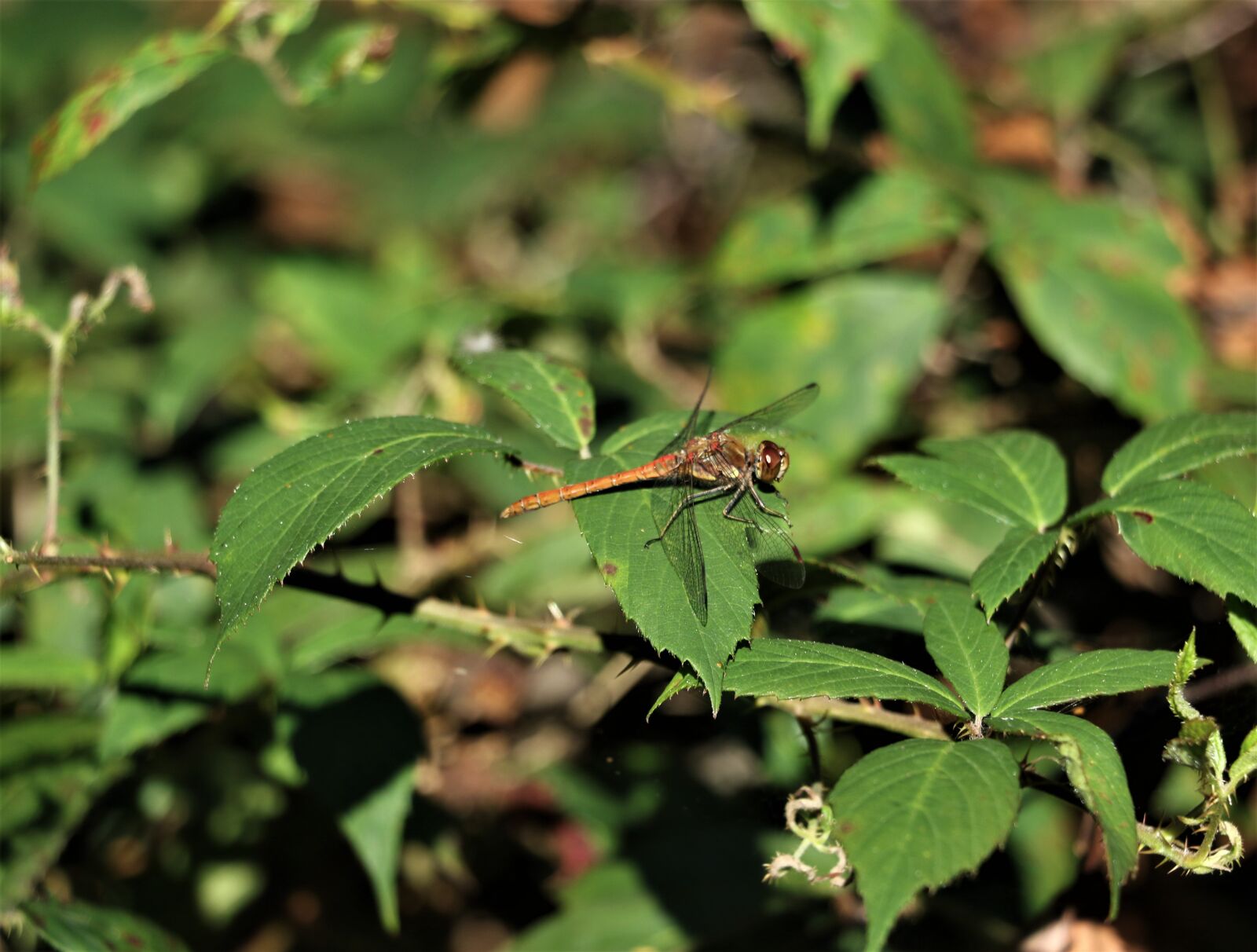 Canon EOS 7D Mark II + Canon EF-S 18-135mm F3.5-5.6 IS STM sample photo. Insect, dragon fly, wings photography