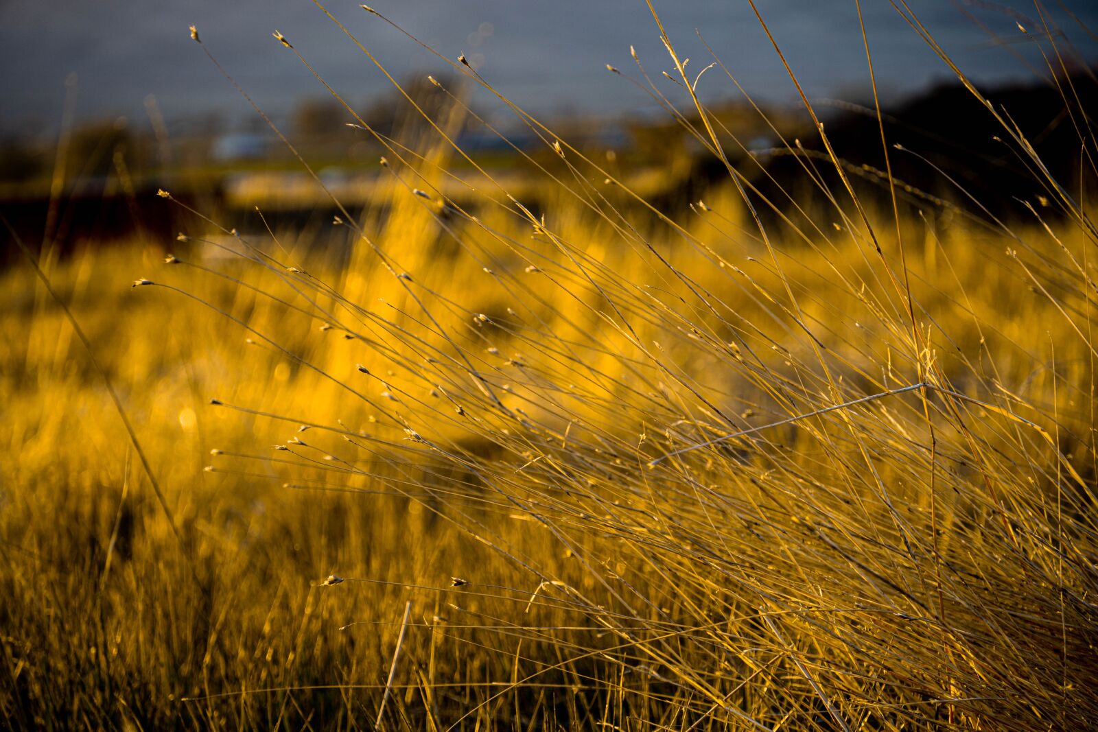 Sony a6600 sample photo. Grass, yellow, summer photography