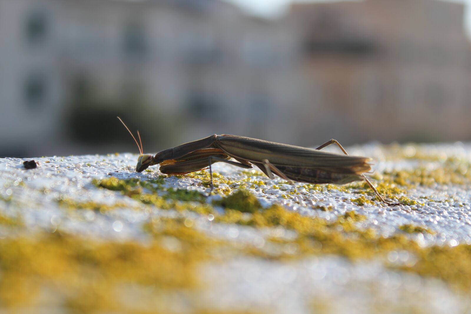 Canon EOS 550D (EOS Rebel T2i / EOS Kiss X4) sample photo. Wild, nature, bug photography