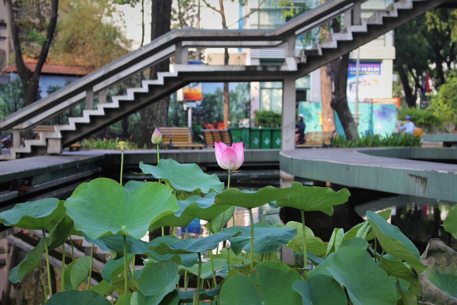 Canon EOS 700D (EOS Rebel T5i / EOS Kiss X7i) sample photo. Lotus, park, flower photography