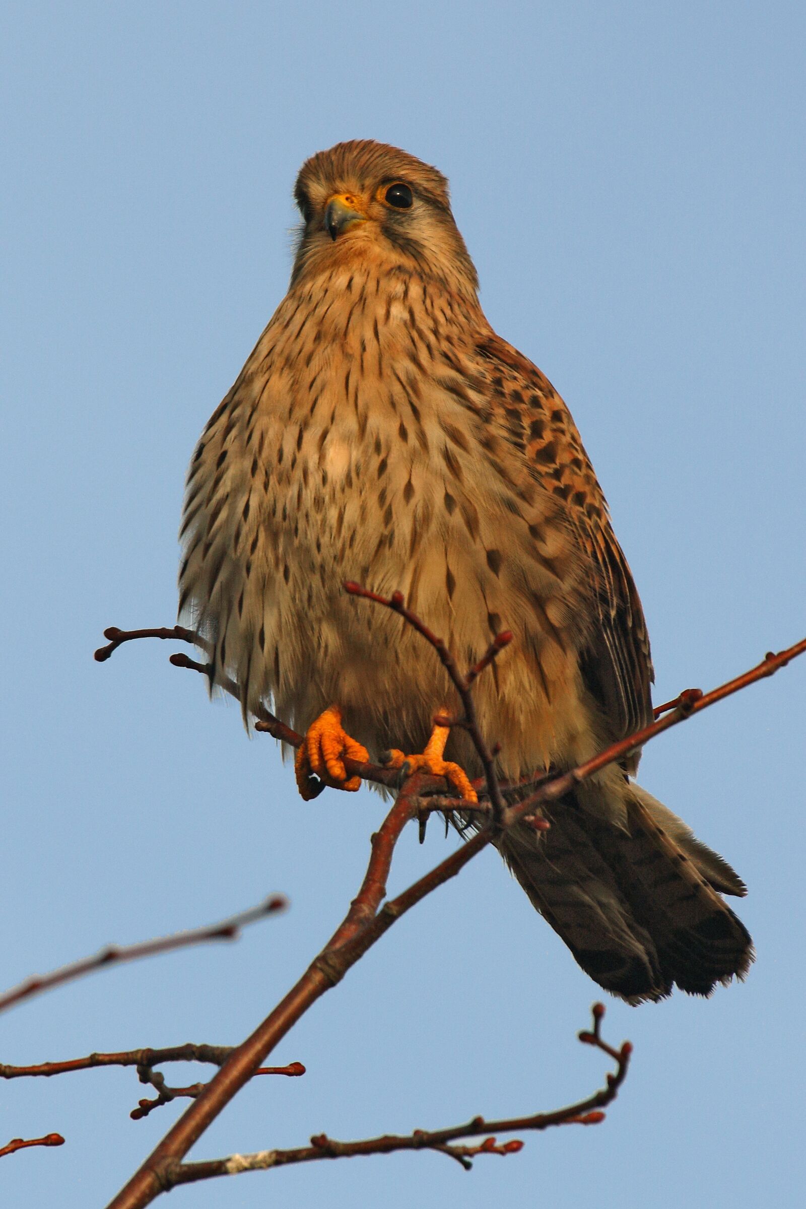 Canon EF 100-400mm F4.5-5.6L IS USM sample photo. Bird, valk, bird of photography