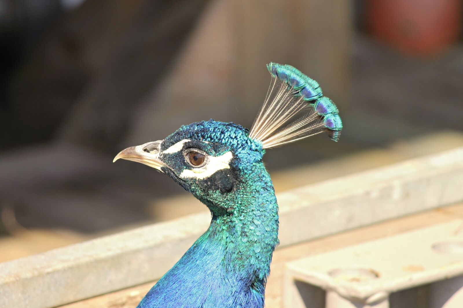 Canon EOS 1100D (EOS Rebel T3 / EOS Kiss X50) sample photo. Peacock, peacock bird, pavo photography