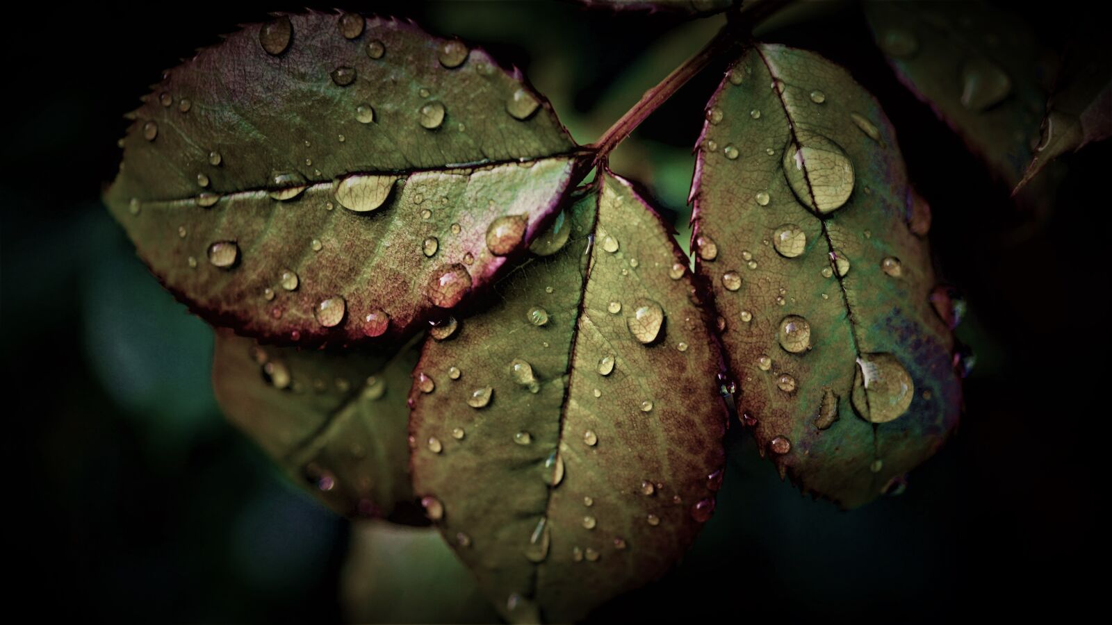 Sony E 30mm F3.5 Macro sample photo. Rainy weather, leaves, water photography