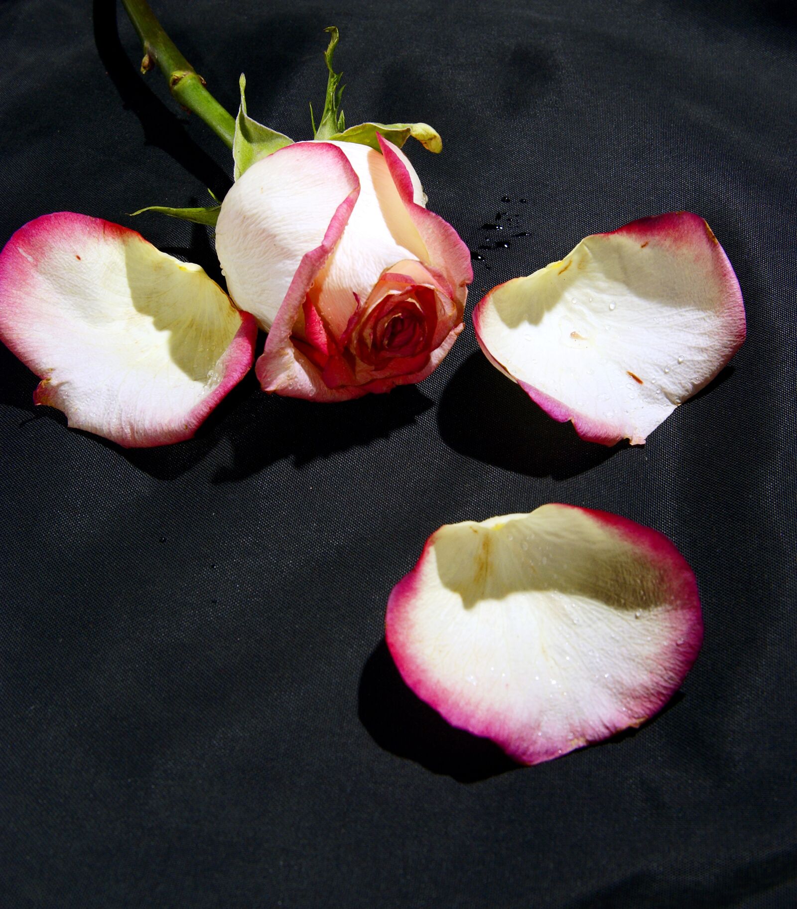 Sony Alpha DSLR-A100 sample photo. Rose, flower, white rose photography