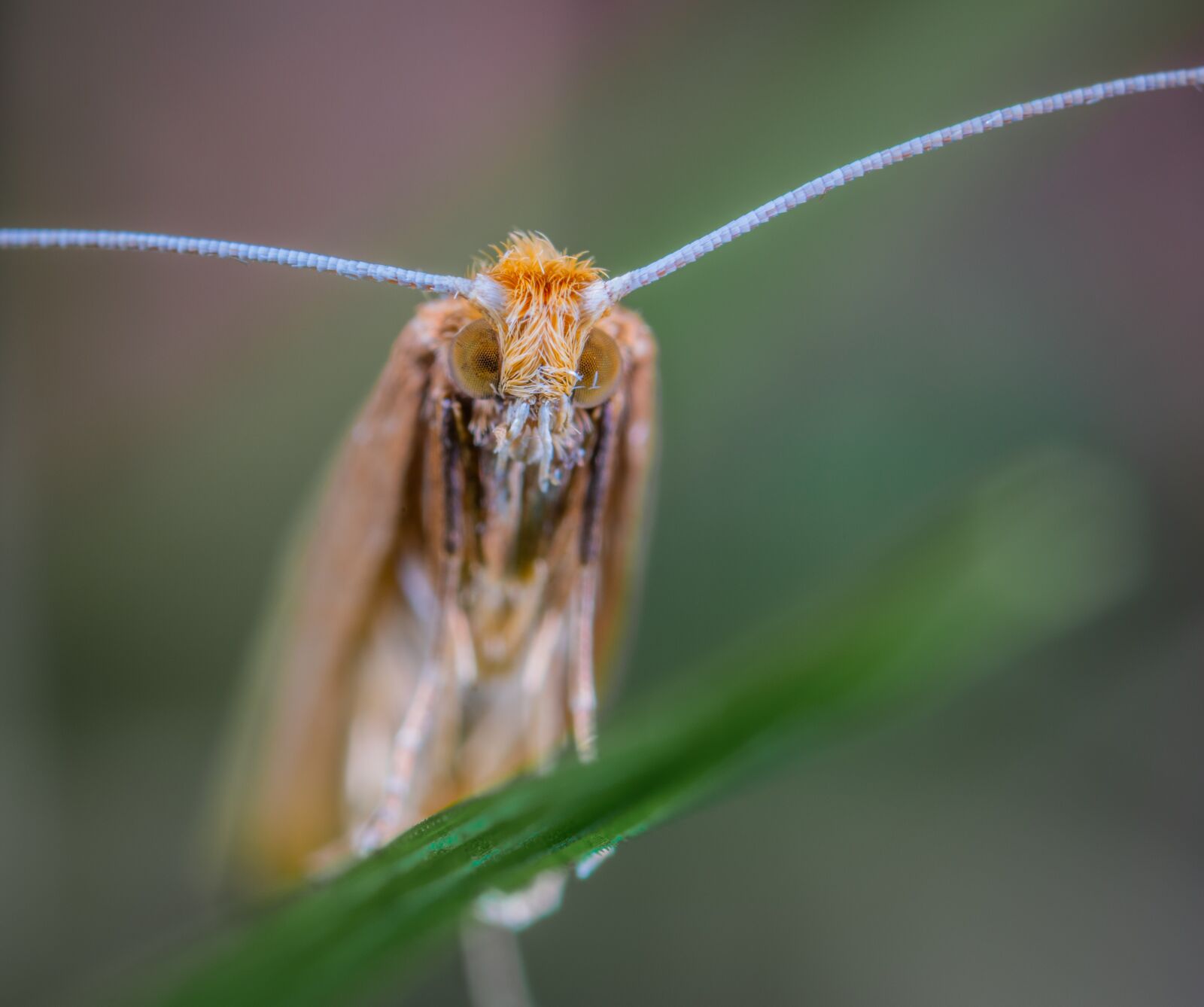 #124 65/2.8 sample photo. Insect, macro, lepidoptera photography