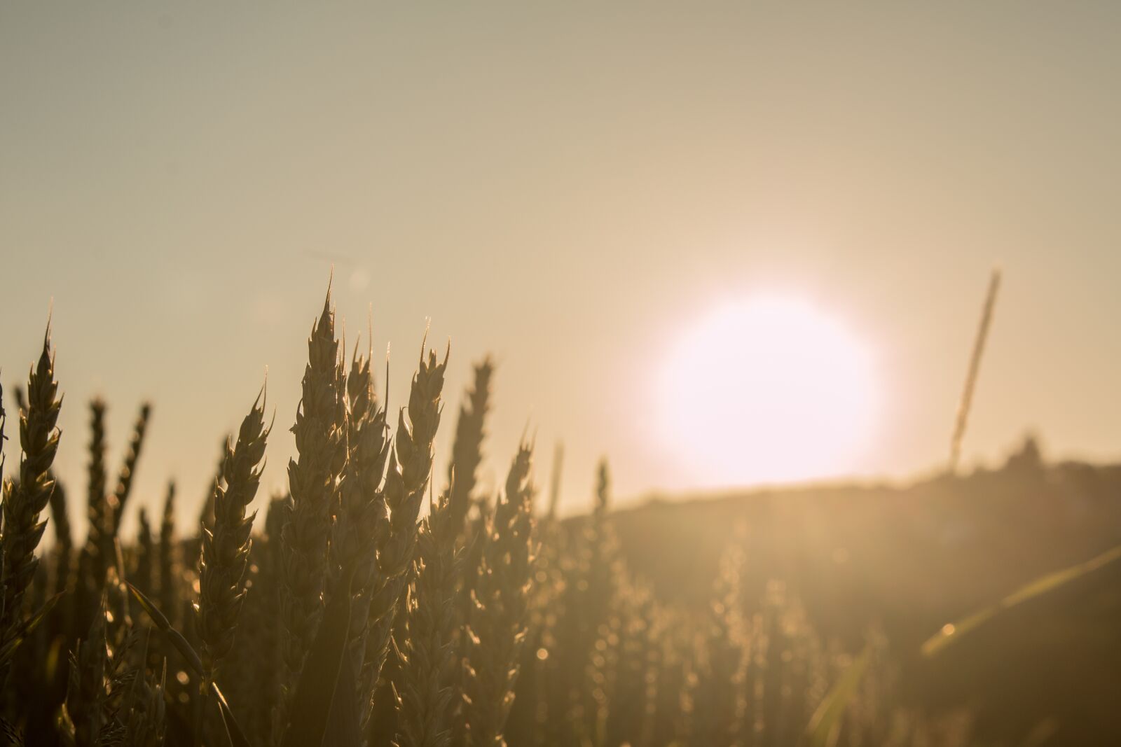 Canon EOS 70D sample photo. Sunset, cereals, field photography