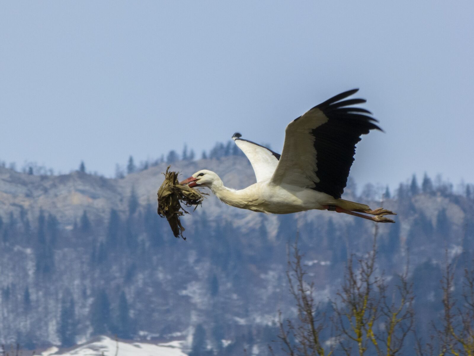 Panasonic Lumix DMC-FZ150 sample photo. Stork, nest building, nesting photography