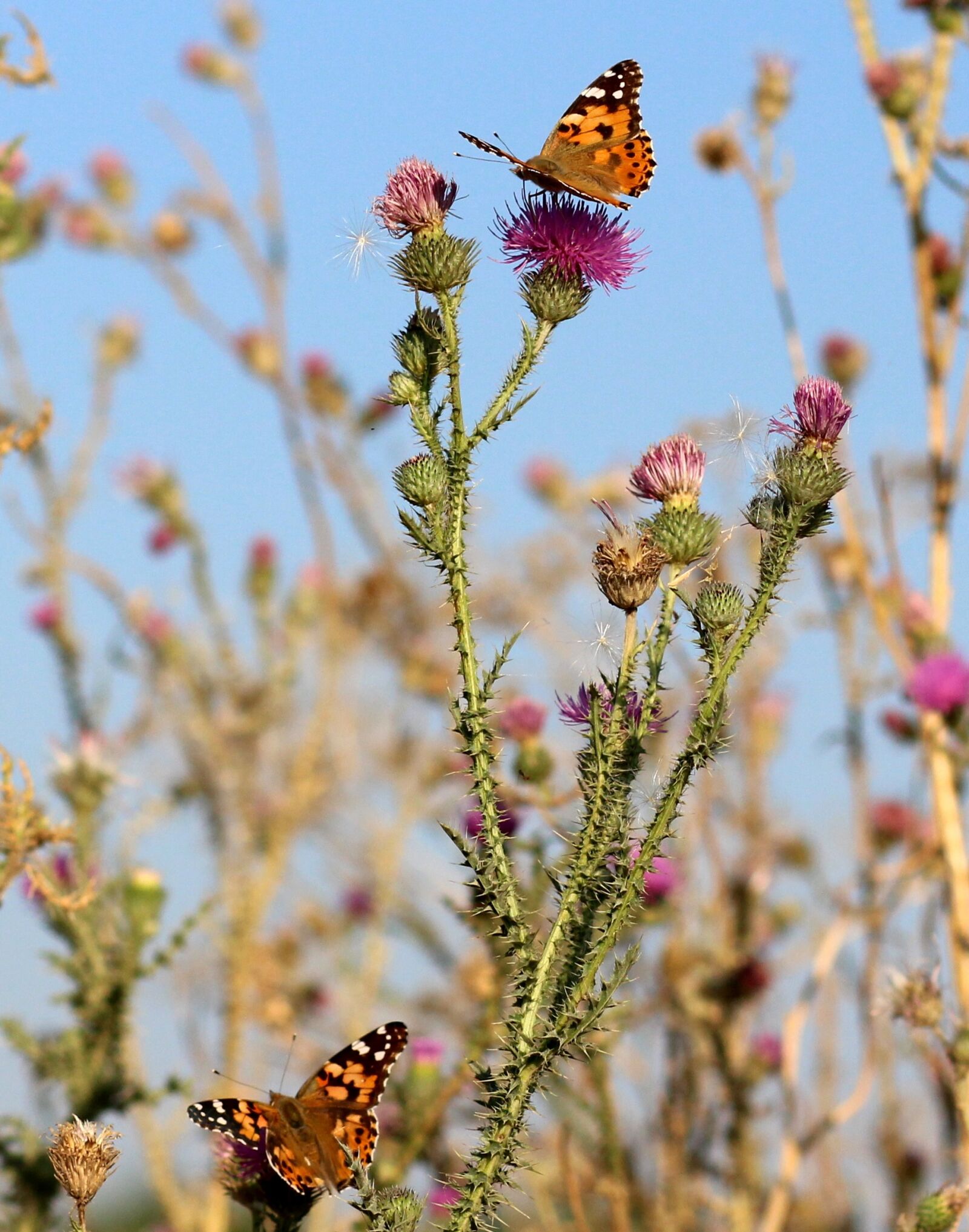 Canon EF 85mm F1.8 USM sample photo. Butterflies, insects, plants photography
