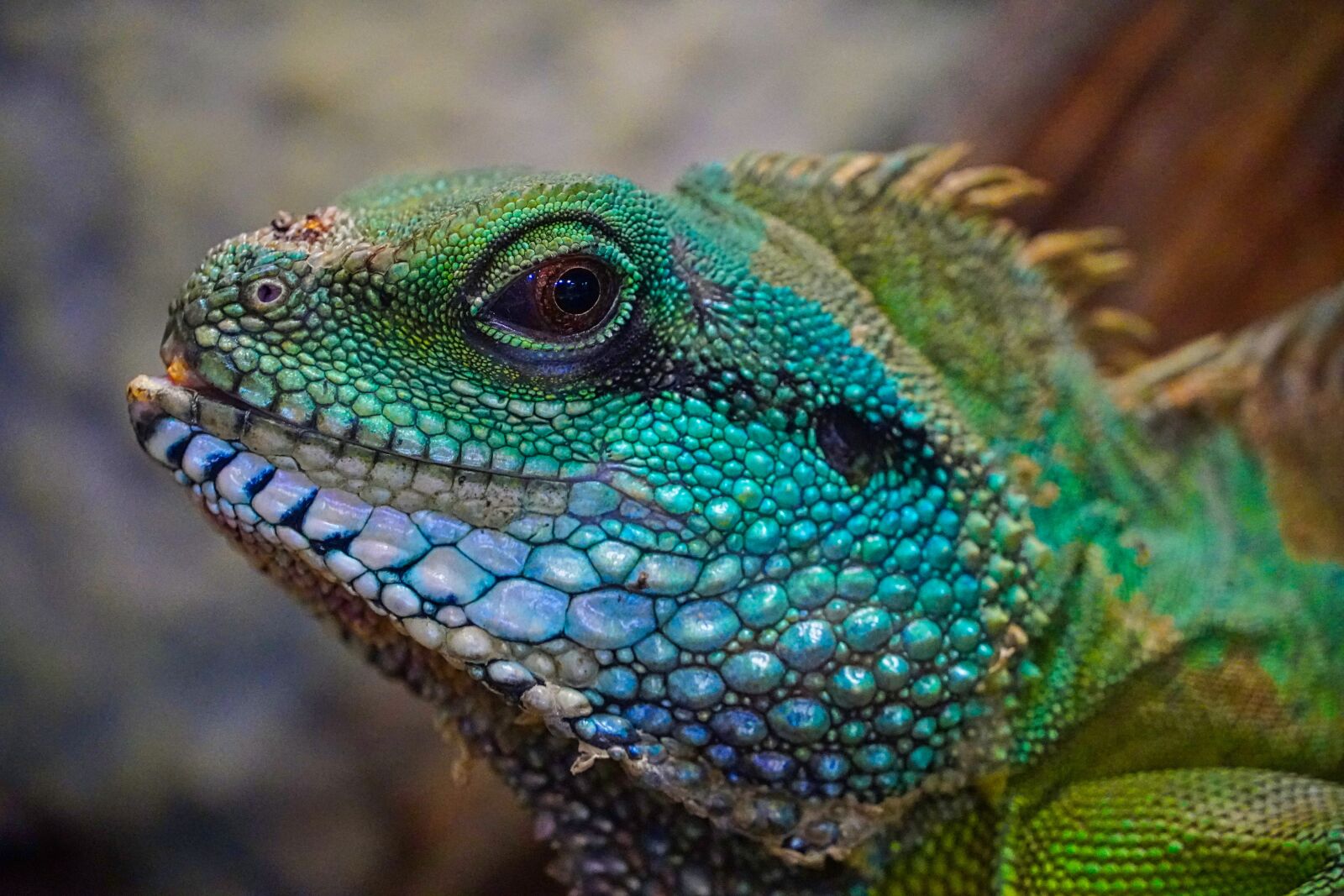 Sony a6400 sample photo. Lizard, colorful, head photography