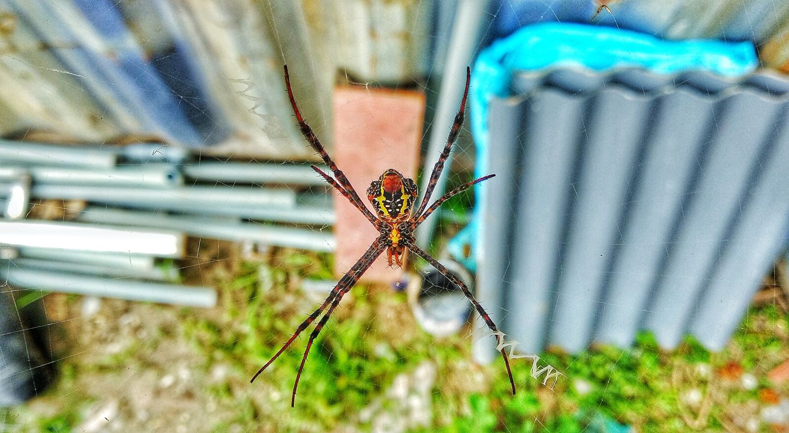 Xiaomi Mi A1 sample photo. Spider, insects, silk photography