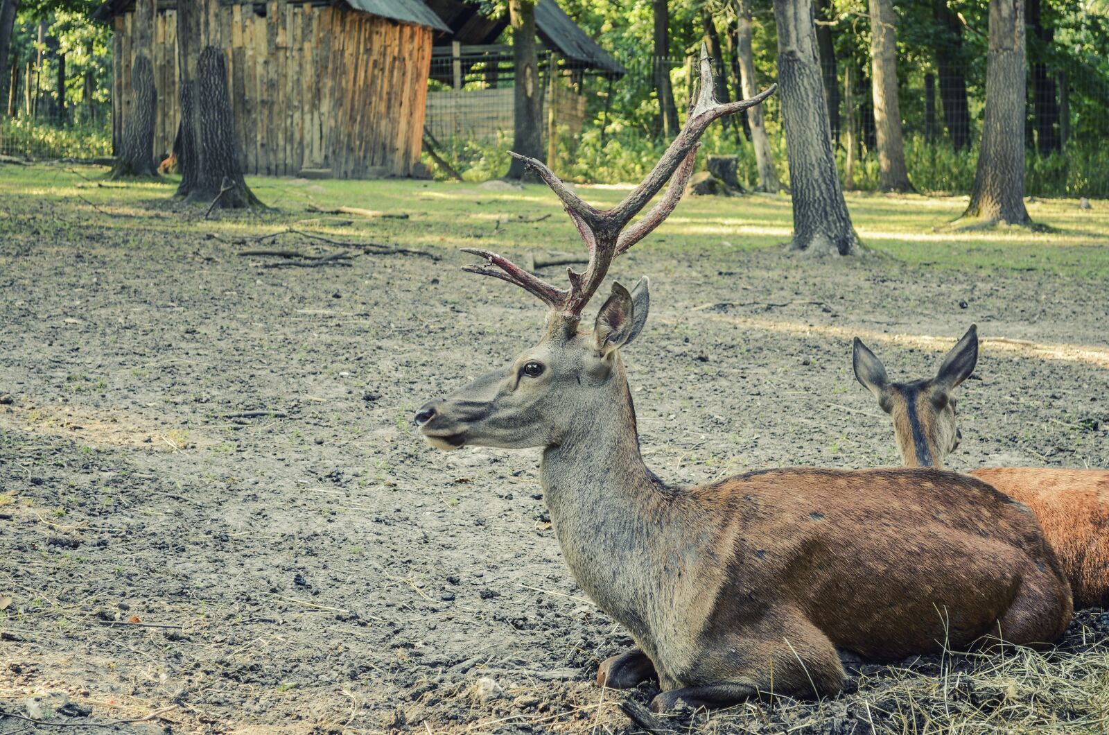 Nikon D5100 sample photo. Deer, forest, forest animal photography