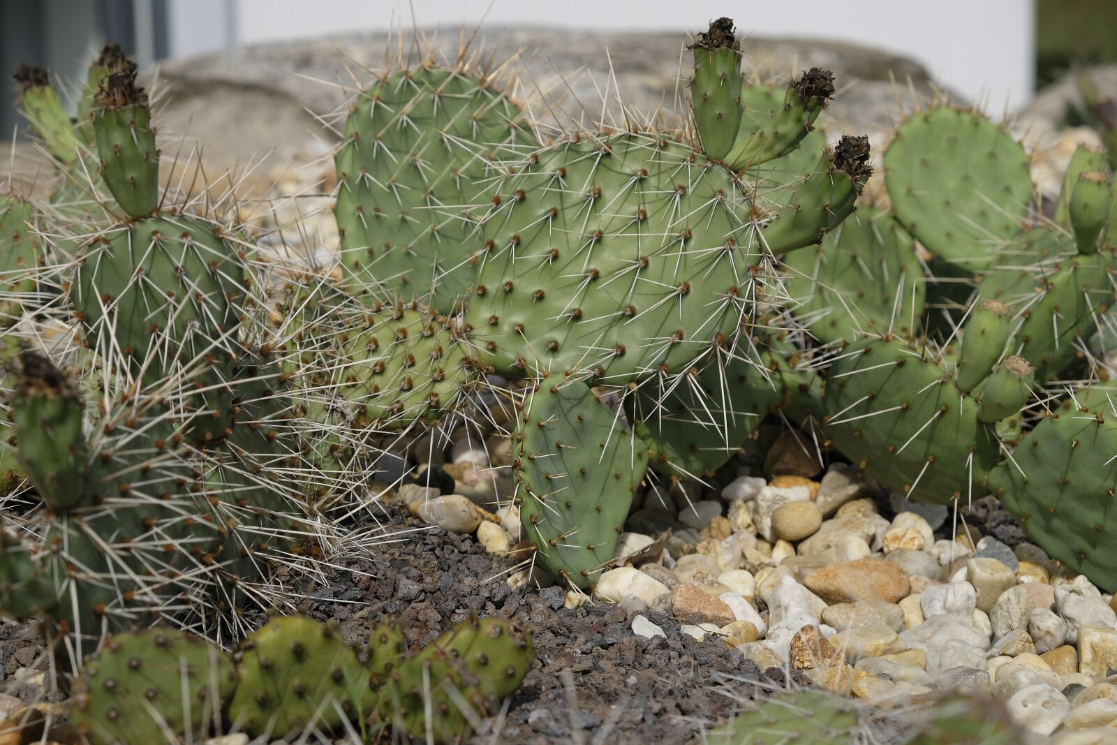 Fujifilm XF 18-55mm F2.8-4 R LM OIS sample photo. Cactus, spur, plant photography