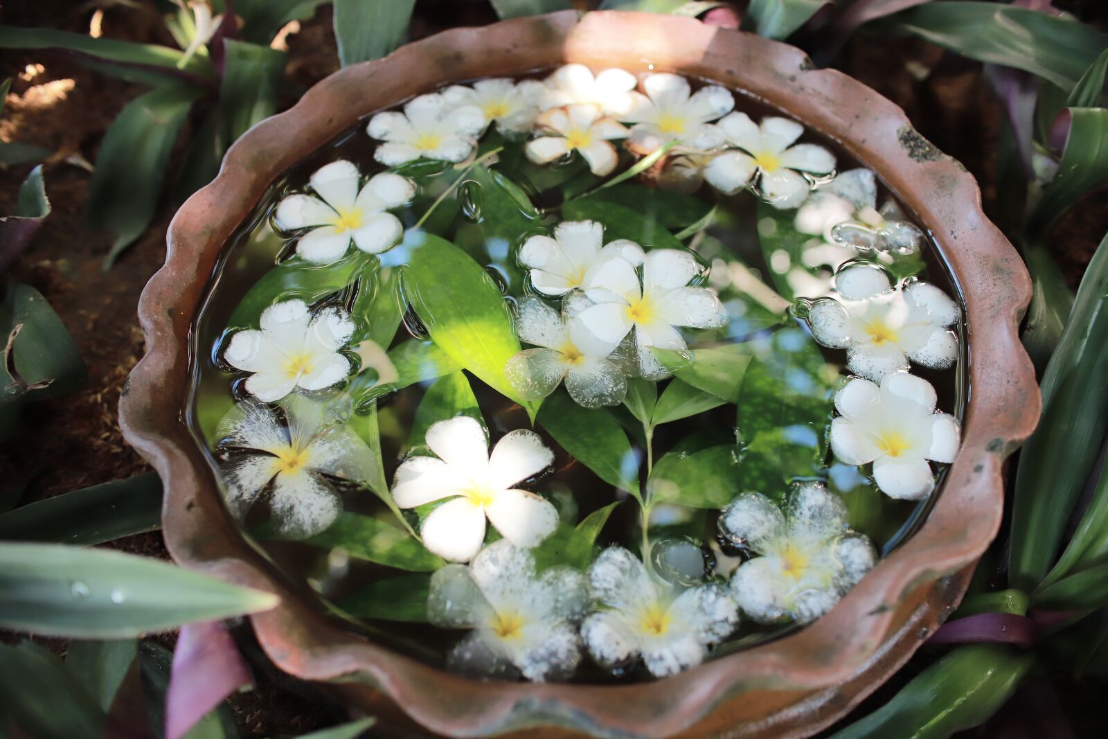 Canon EOS 6D Mark II sample photo. Flower, water, bloom photography