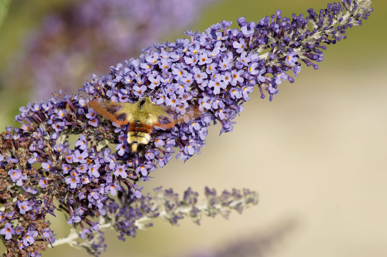 Sony SLT-A58 sample photo. Hummingbird hawk moth, insect photography