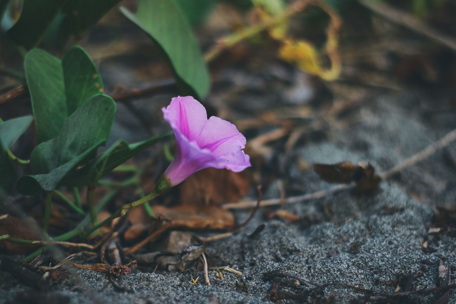 Canon EF 50mm F1.8 II sample photo. Flower, lilac, purple photography