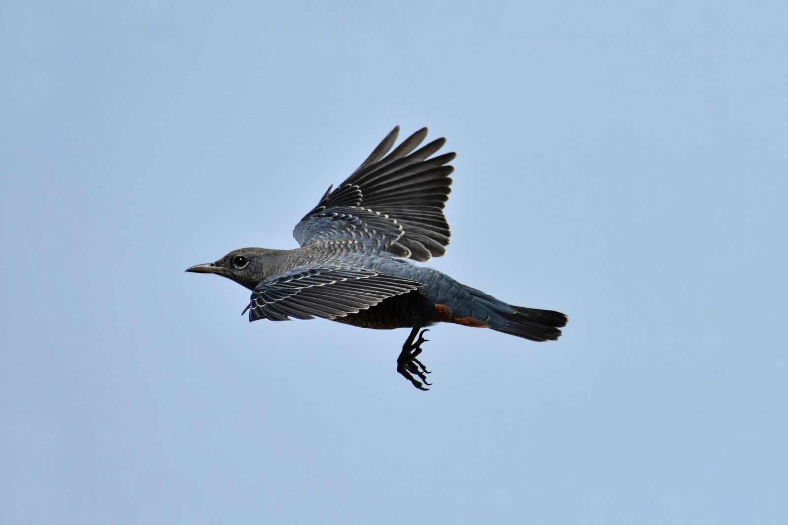 Nikon D7200 sample photo. Animal, sky, bird photography