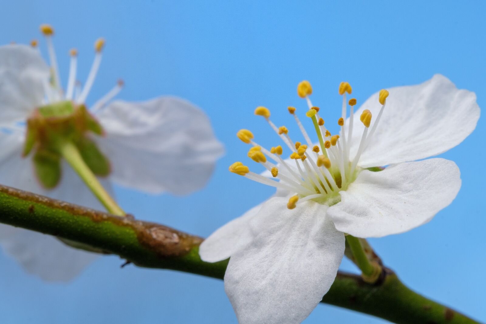 Fujifilm X-T2 + Fujifilm XF 80mm F2.8 R LM OIS WR Macro sample photo. Cherry blossom, blossom, bloom photography