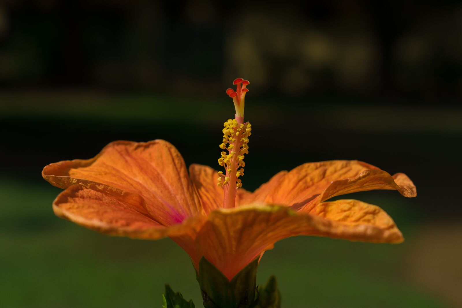 Nikon D3400 sample photo. Hibiscus, flower, orange flower photography