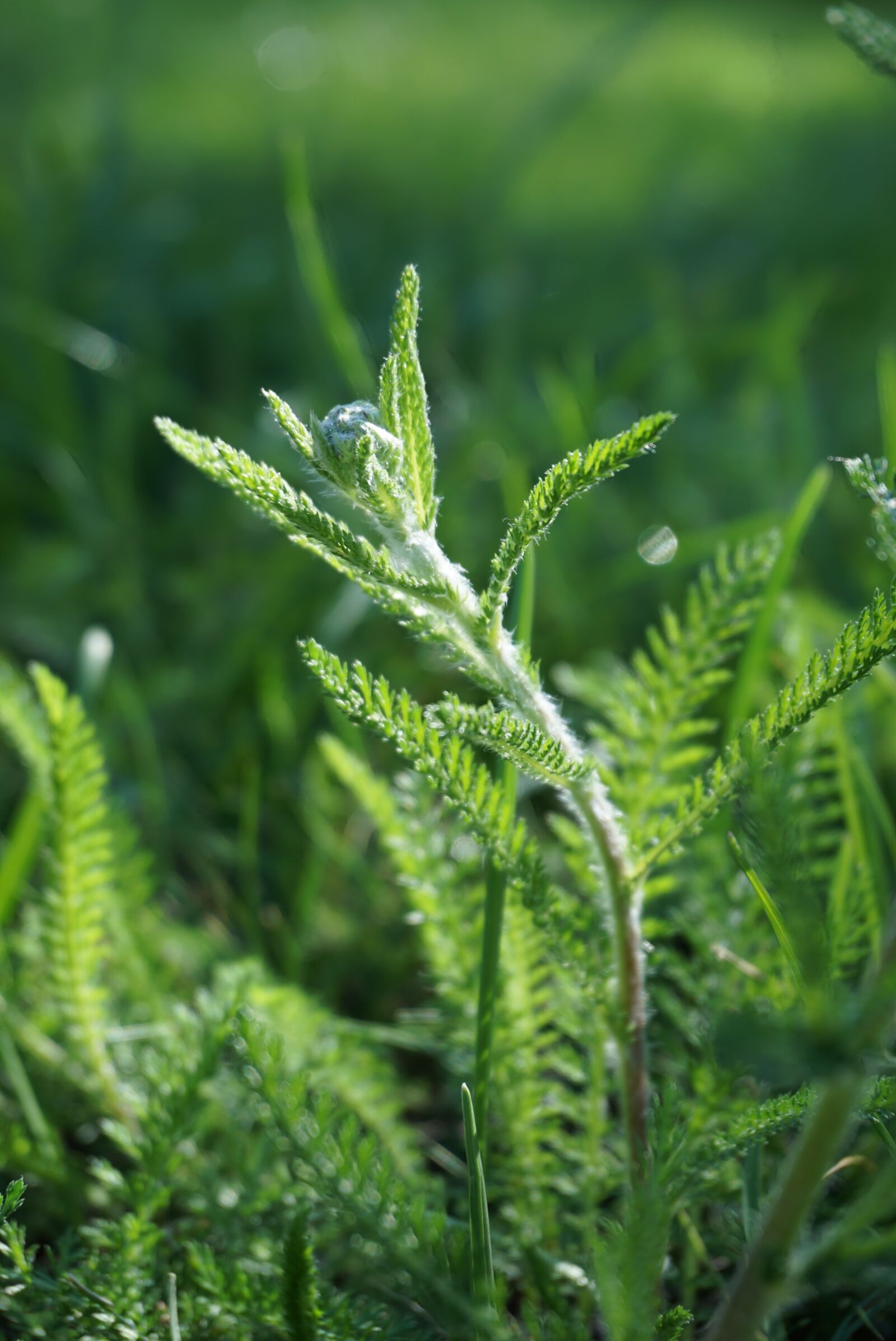 Sony a6000 sample photo. Fern, small, green photography