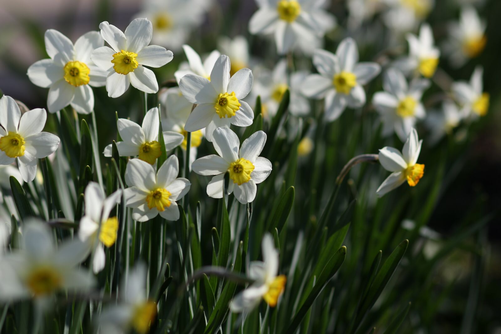 Canon EF 85mm F1.8 USM sample photo. Daffodil, flower, supplies photography