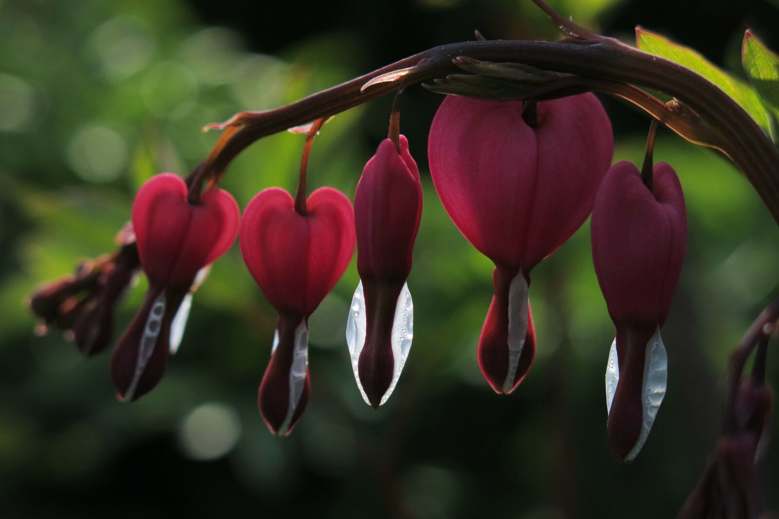 Canon PowerShot G15 sample photo. Bleeding heart, flaming heart photography