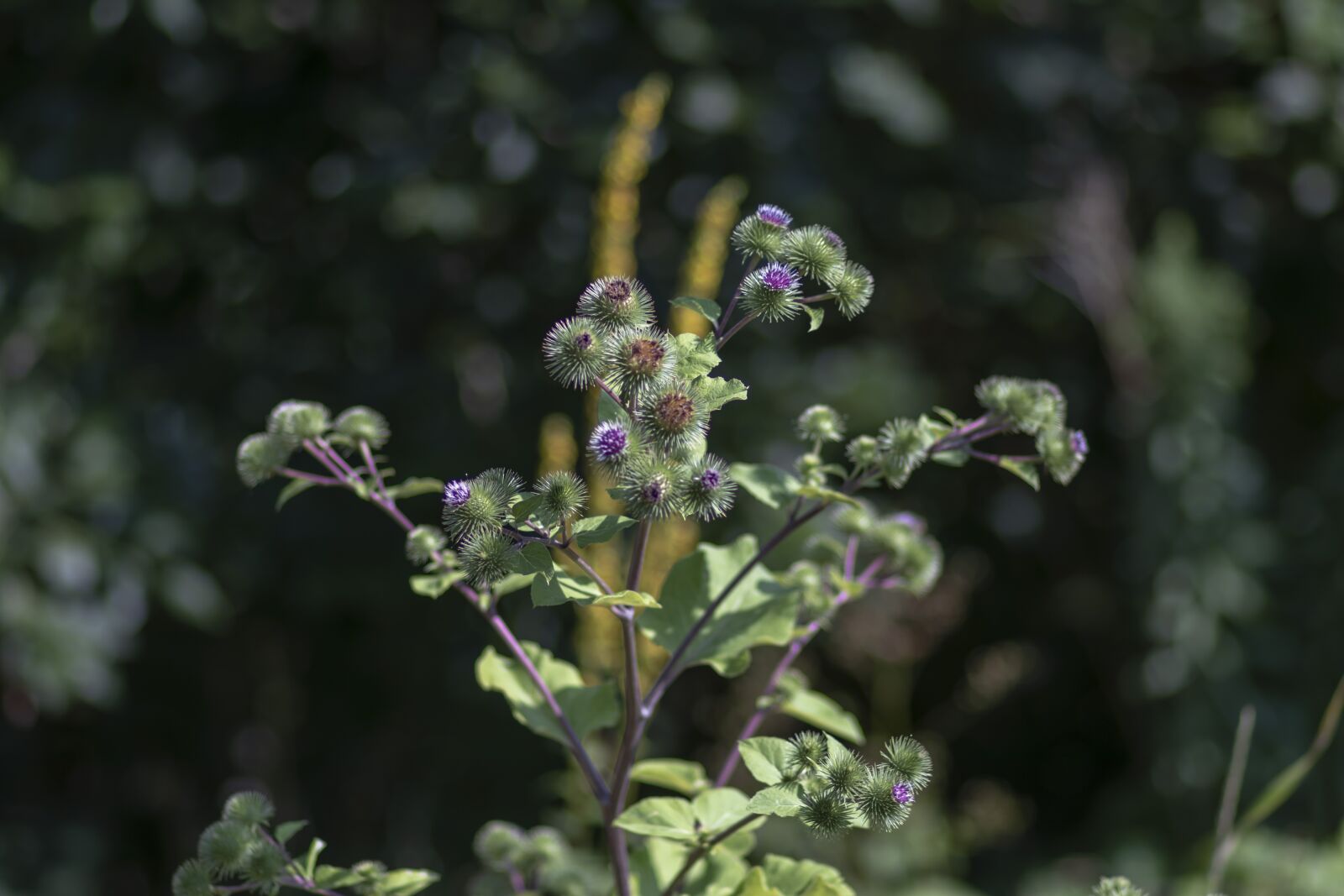Canon EOS 80D + Canon EF 85mm F1.8 USM sample photo. Flowers, nature, plant photography