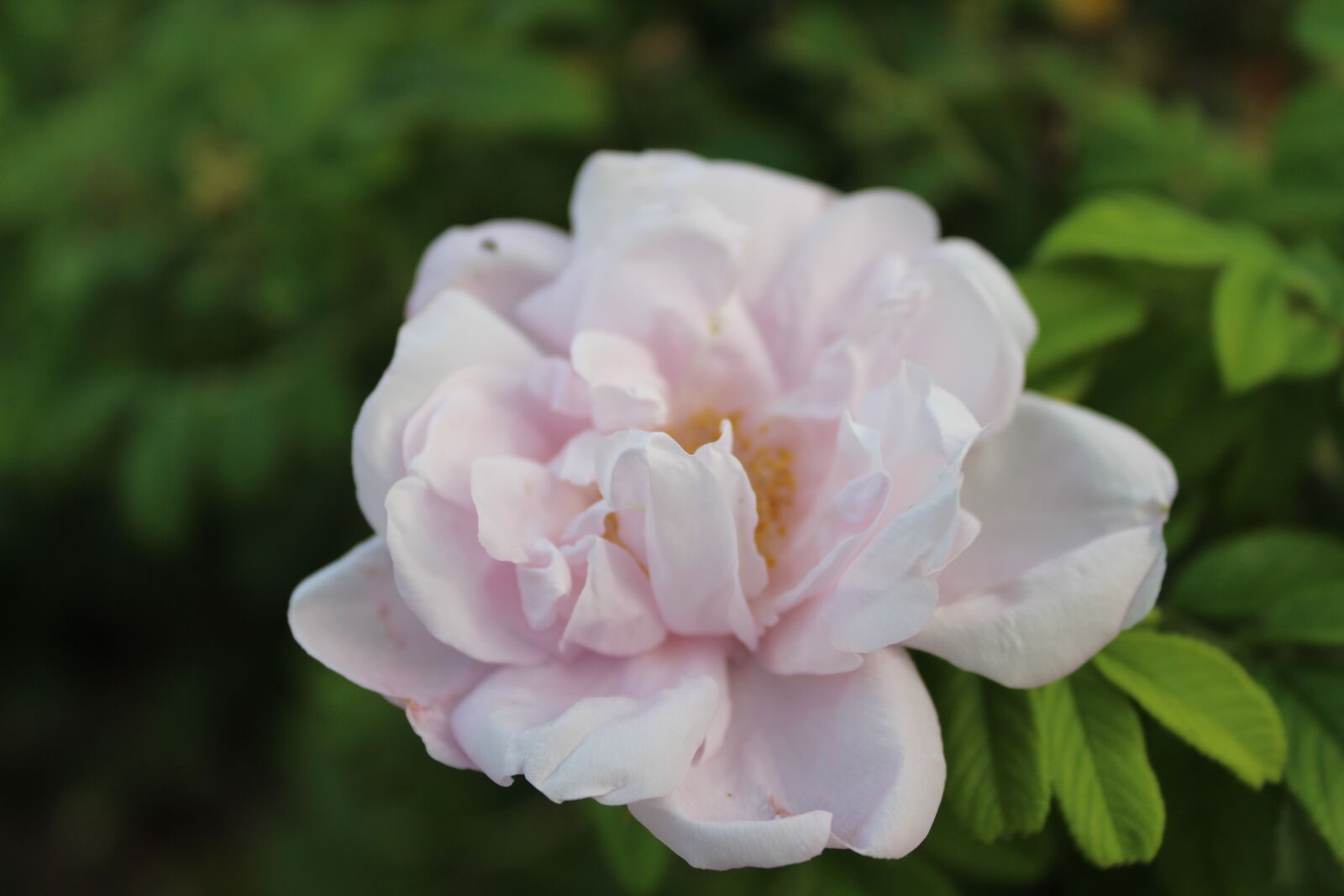 Canon EOS 1300D (EOS Rebel T6 / EOS Kiss X80) sample photo. Flower, white rose, rose photography