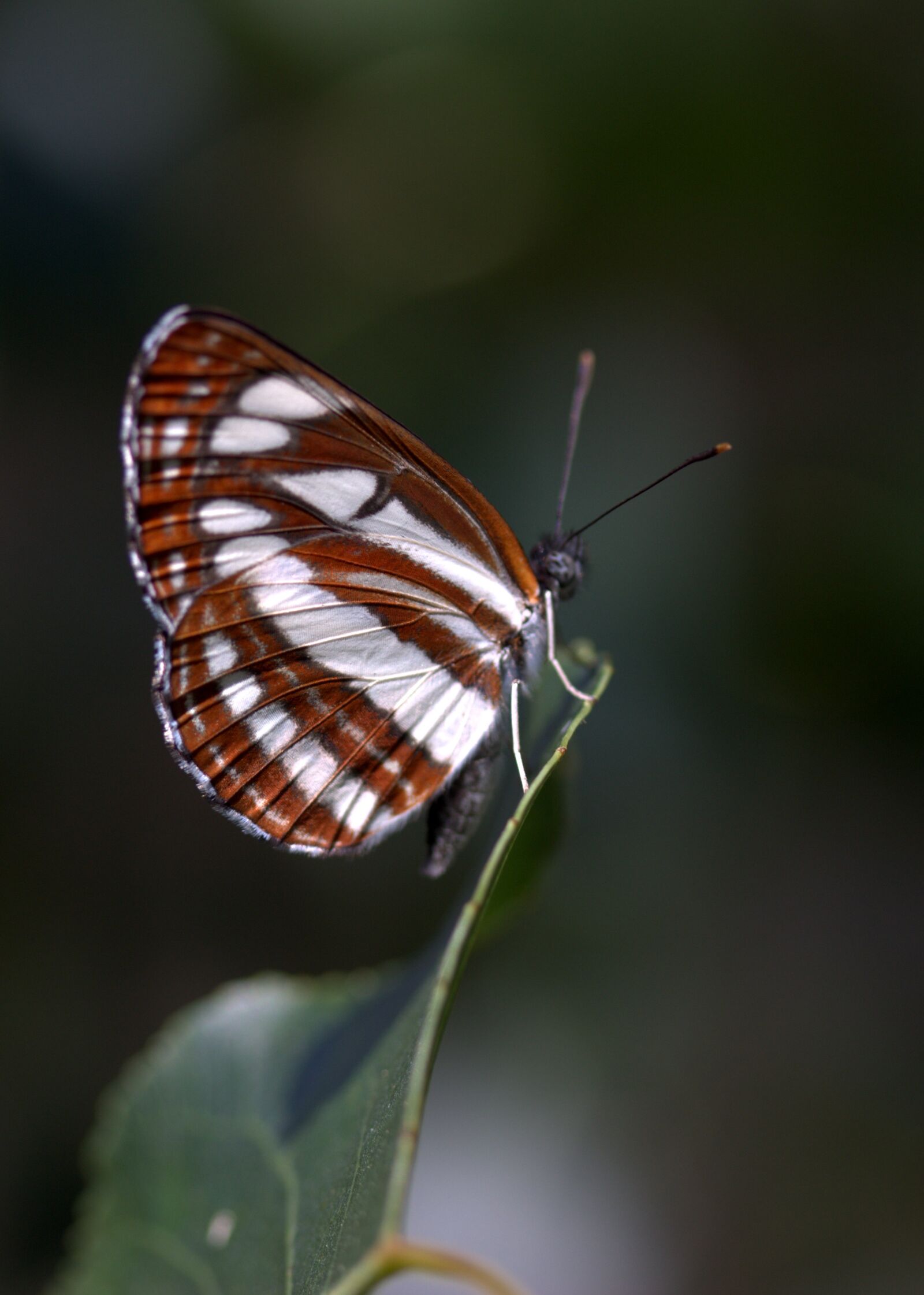 Canon EF-S 60mm F2.8 Macro USM sample photo. Butterfly, coloring, stripes photography