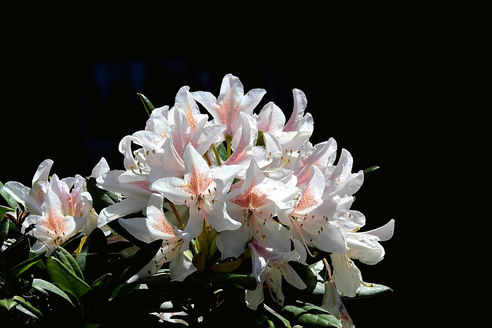Nikon Coolpix P900 sample photo. Flowers, flowering, spring photography