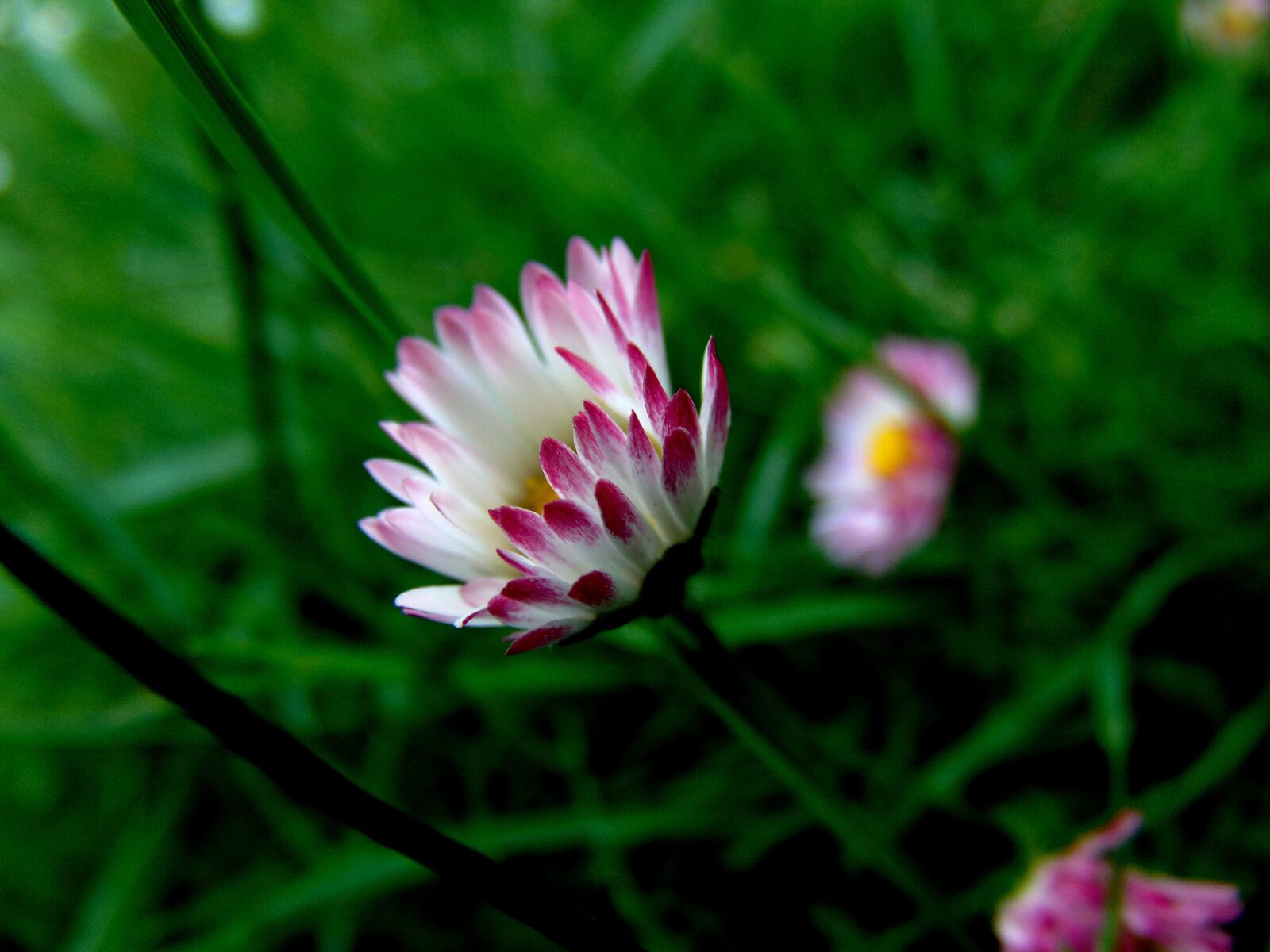 Sony Cyber-shot DSC-H300 sample photo. Spring, flower, nature photography