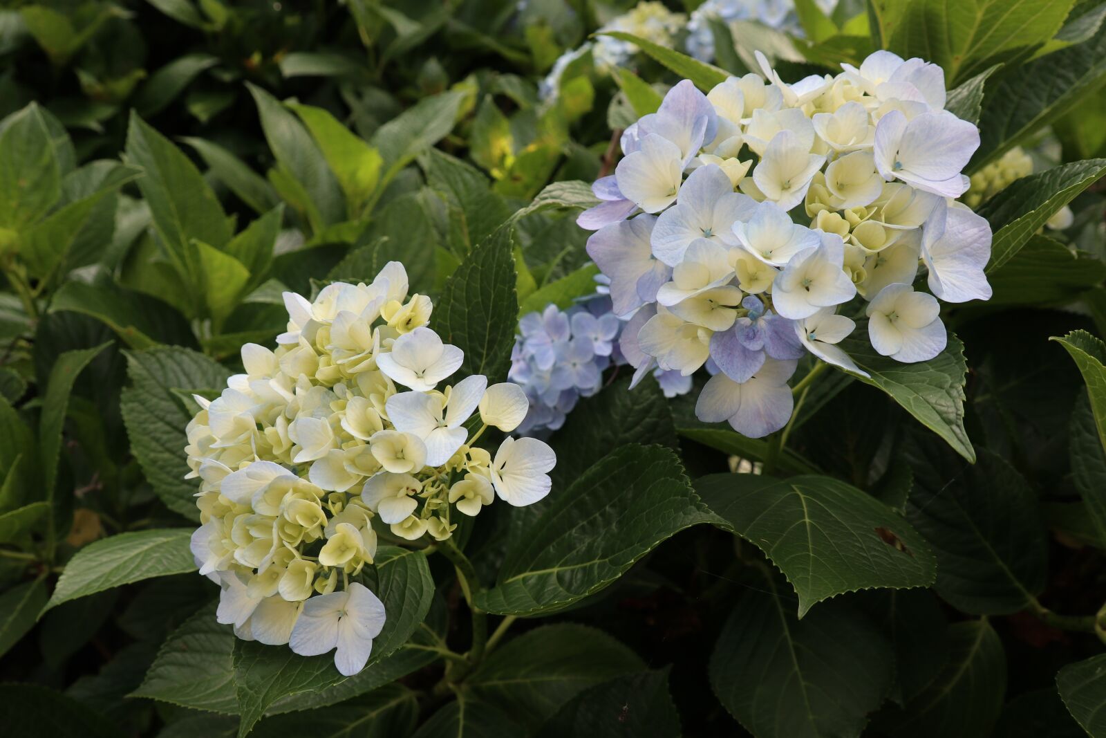 Canon EF-M 18-150mm F3.5-6.3 IS STM sample photo. Plant, xie, hydrangea photography