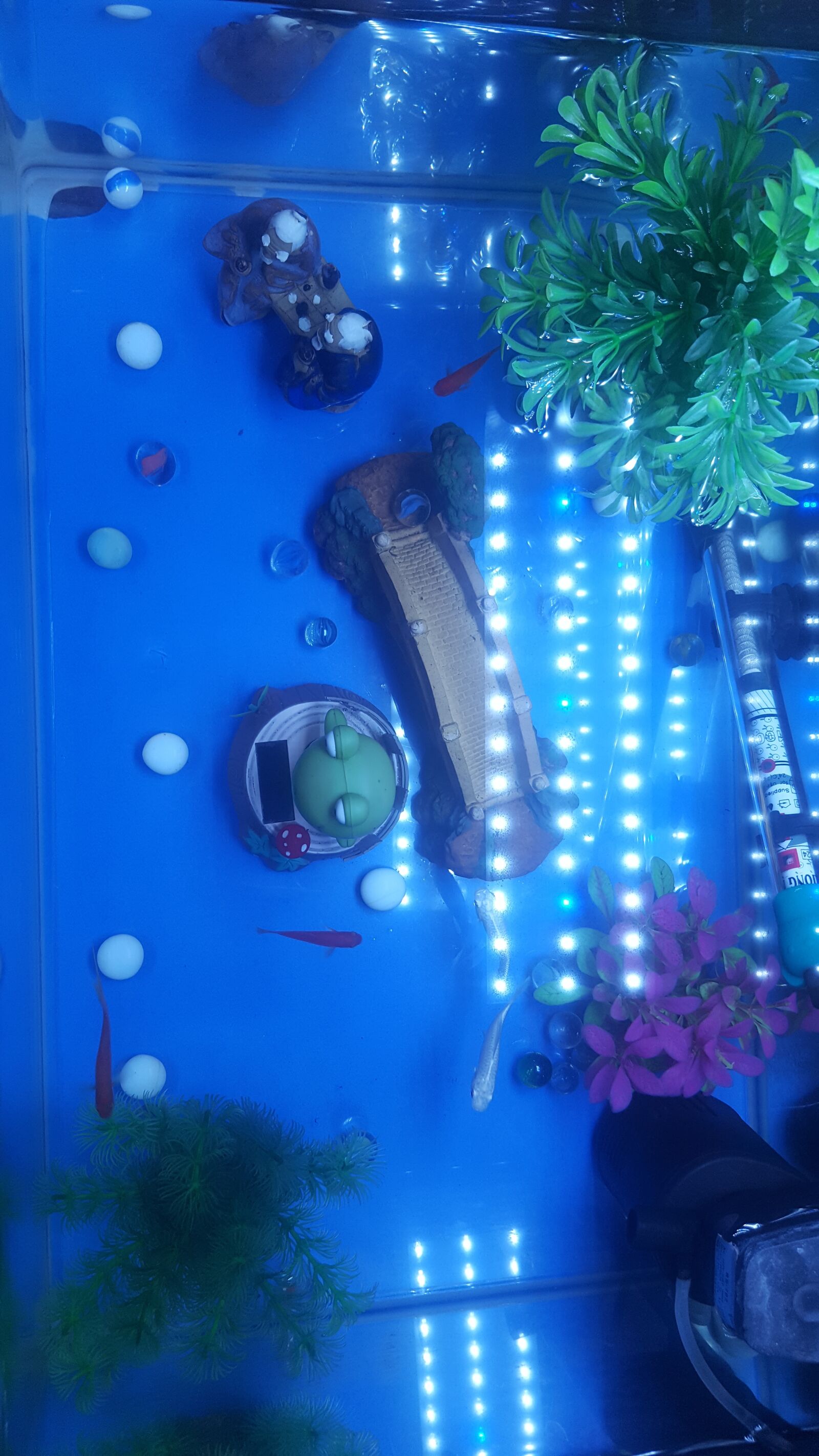 Samsung Galaxy S6 sample photo. Ornamental fishes, swimming around photography