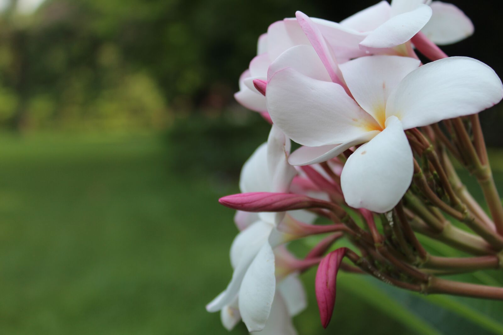 Canon EOS 1300D (EOS Rebel T6 / EOS Kiss X80) sample photo. Flower, lalbagh, bangalore photography