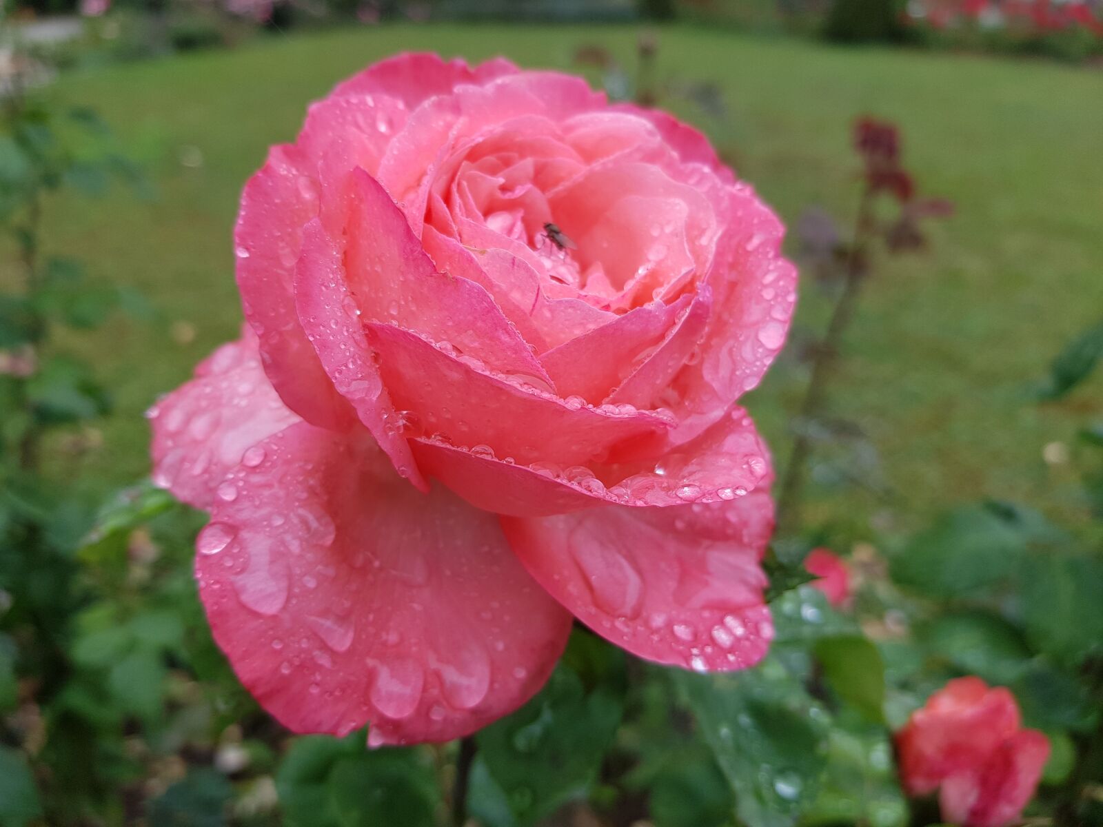 Samsung Galaxy S8 sample photo. Rose, blossom, bloom photography