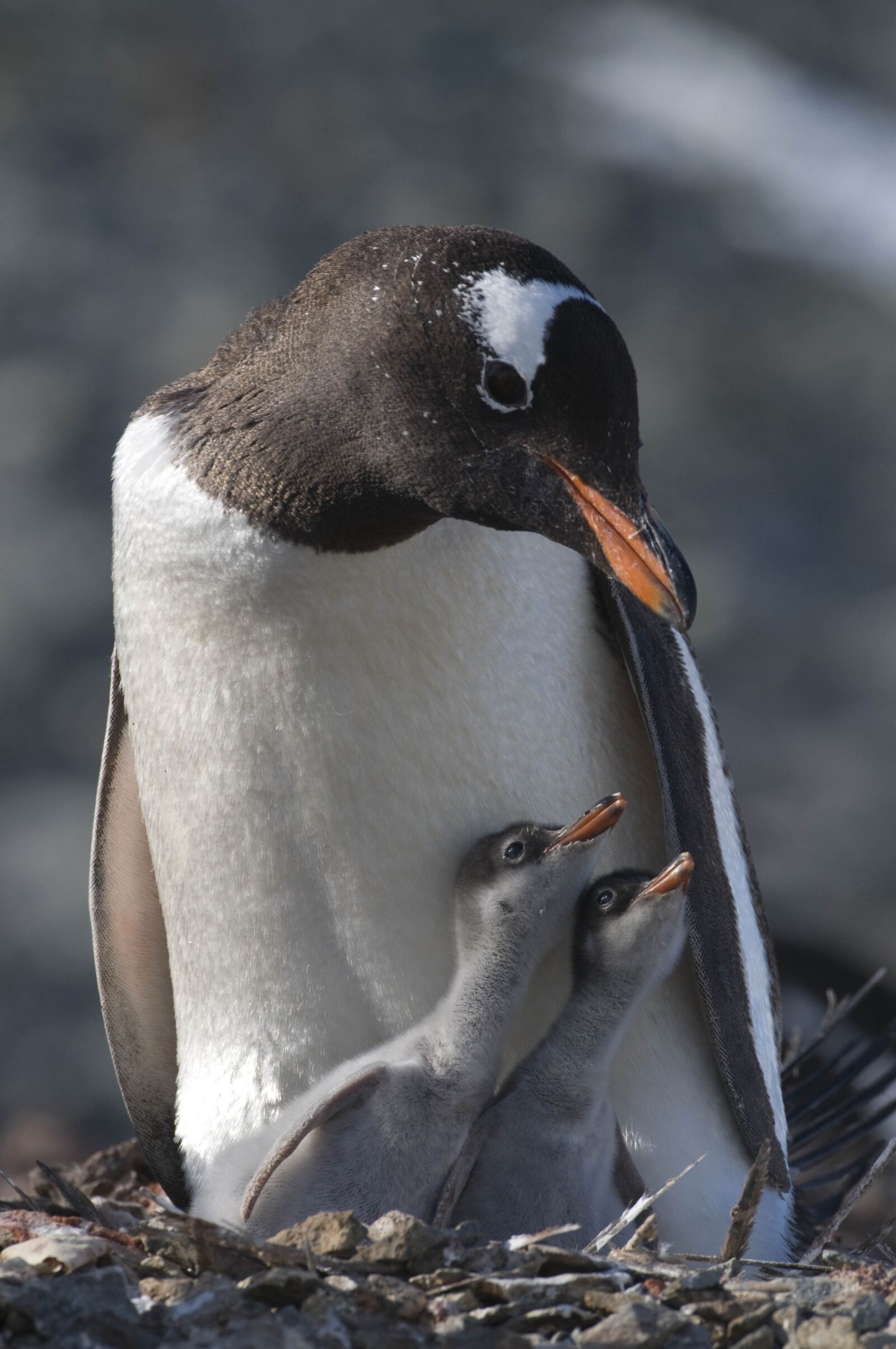 Nikon D300 sample photo. Bird, animal world, nature photography